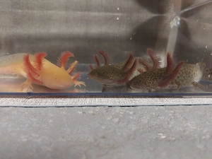 Supersüßes Trio sucht liebevolles Zuhause! Axolotl-Jungtiere, BD-frei