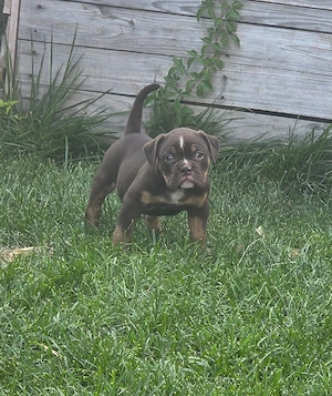 Old English Bulldog Welpen