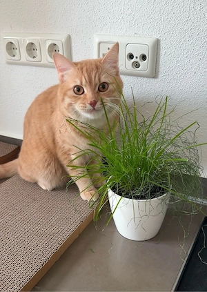 BKH Kater 1Jahre alt mit Zubehör
