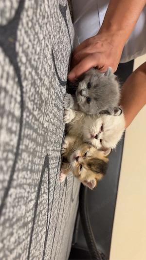 bkh blh kitten