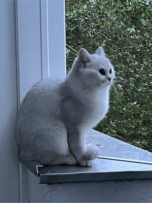 Bkh Katze 