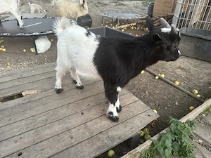 Zwergziegen Bock 