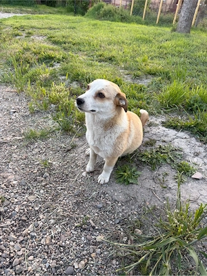    Frieda sucht ihr Für-immer-Zuhause   
