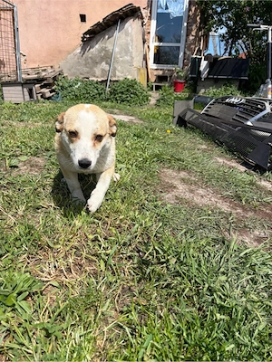    Frieda sucht ihr Für-immer-Zuhause    Bild 5