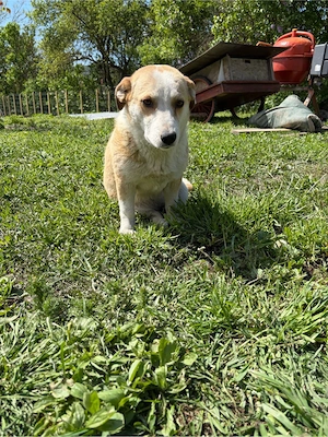    Frieda sucht ihr Für-immer-Zuhause    Bild 2
