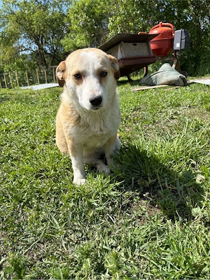    Frieda sucht ihr Für-immer-Zuhause    Bild 4