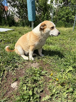    Frieda sucht ihr Für-immer-Zuhause    Bild 3