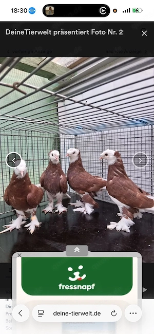 Türkische Takla Tauben. ALA 