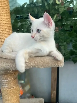 Kätzchen von Sphynx-Eltern