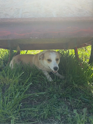    Frieda sucht ihr Für-immer-Zuhause    Bild 6