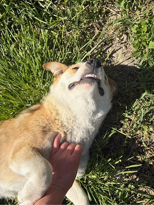    Frieda sucht ihr Für-immer-Zuhause    Bild 9