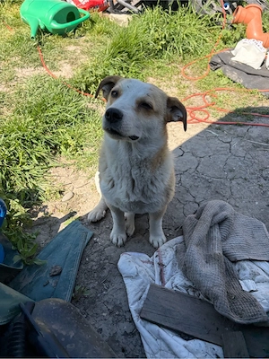    Frieda sucht ihr Für-immer-Zuhause    Bild 10