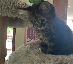 Maine Coon Kitten 