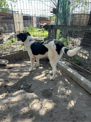    Bobby sucht sein Für-immer-Zuhause    Bild 4