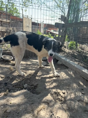    Bobby sucht sein Für-immer-Zuhause    Bild 2