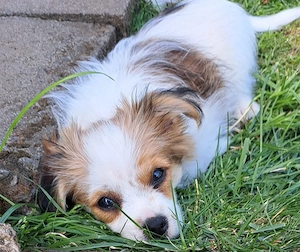 Chorkie Welpe Biewer Yorkshire Terrier, Chihuahua Edelverpaarung
