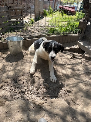    Bobby sucht sein Für-immer-Zuhause    Bild 9