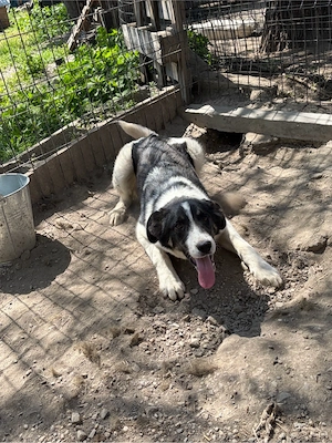   Bobby sucht sein Für-immer-Zuhause    Bild 10