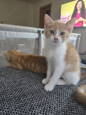 Süße Kitten suchen ein liebevolles Zuhause