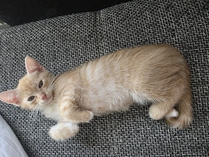 Süße Kitten suchen ein liebevolles Zuhause