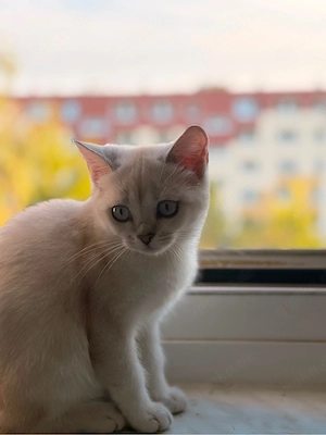 British Kurzhaar Kitten 3 Monate   2 süße Katzen abzugeben