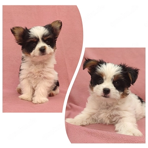 Biewer Yorkshire Terrier Welpen