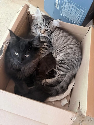 Baghira (schwarz) und Piccolina (getigert) suchen einen neuen liebevollen Dosenöffner 
