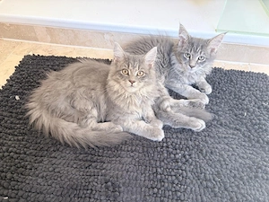 Connor und Moon suchen einen neuen Dosenöffner 