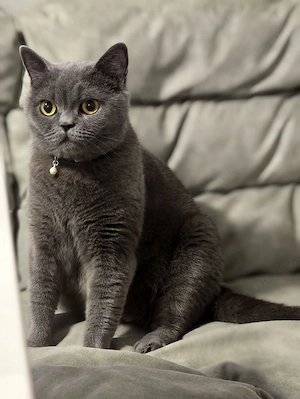 Britisch Kurzhaar Katze "Kitty" sucht ein liebevolles Zuhause