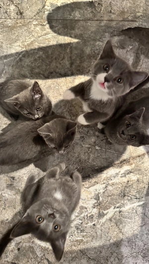 EKH - Kitten (1 Männchen, 4 Weibchen)