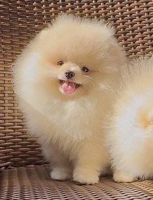 Zwergspitz pomeranian welpen mit Stammbaum