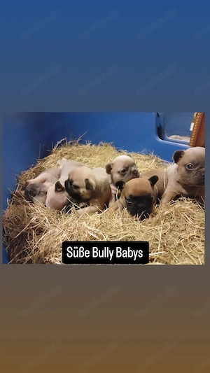 Bulldog Welpen Freiatmend