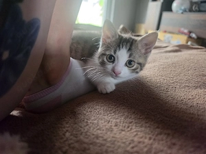 britisch Kurzhaar katzen