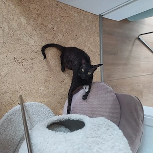 cornish rex