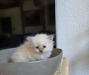 Süße Heiligbirmamix Kitten 