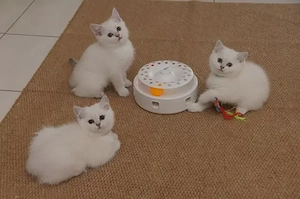 Reinrassige BKH kitten