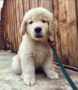 Golden Retriever zu verkaufen
