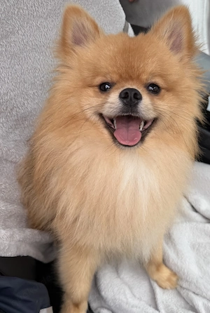  Pomeranian spitz  Rüde
