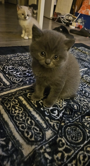 Katzen kitten. Geburten. 25 Mai.. Mädchen 
