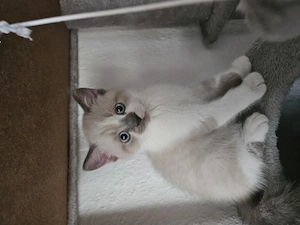Katzen kitten. Geburten. 25 Mai.. junge 