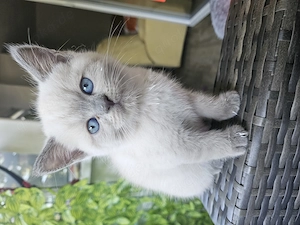 Katzen kitten. Geburten. 25 Mai.. Mädchen 