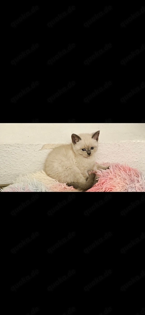 Katzen kitten. Geburten. 25 Mai.. Mädchen 