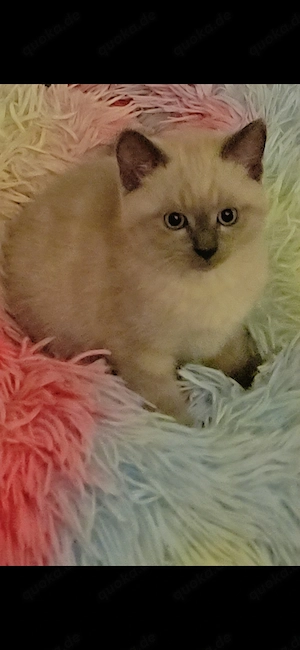  Katzenbaby sucht ein neues Zuhause!  Unsere kleine Katze (geboren am 25. Mai)