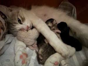     Unsere 5 kleinen Fellnasen freuen sich auf ihr zukünftiges Zuhause   