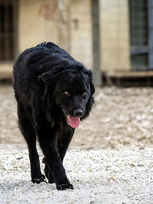 Collie Kroatischer Schäferhund Rüde 12Mon bundesweit ausreisebereit 