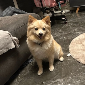 Liebe Spitz-Hündin  Coco  (1,5 Jahre) aus gesundheitlichen Gründen in beste Hände abzugeben
