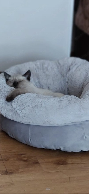 britische katze zu verkaufen