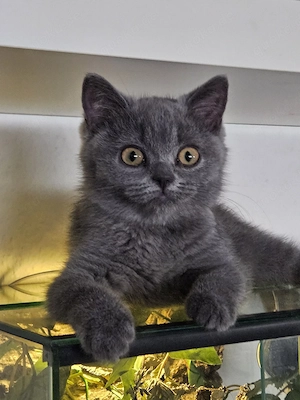 BKH Kitten Britisch Kurzhaar Kitten abgabebereit