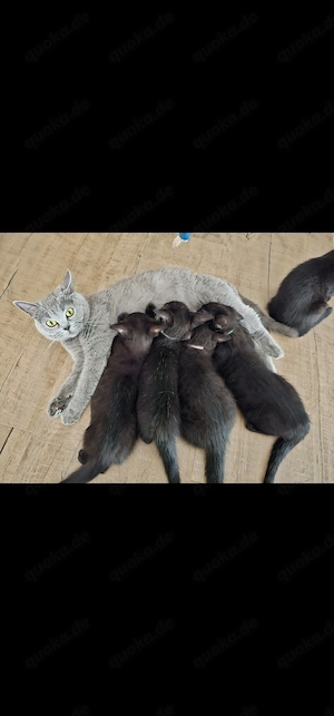 BKH Mix Kitten