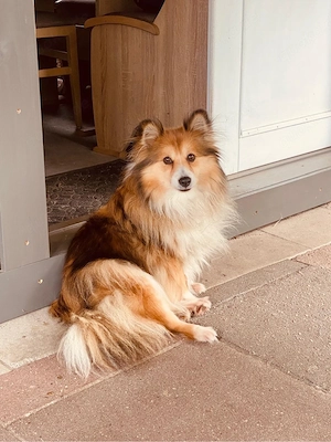 Mit großer Freude erwarten wir Anfang August unseren Sheltie-Wurf 